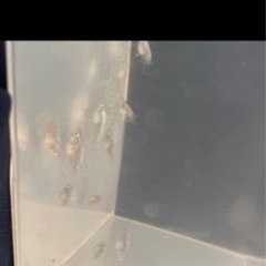 メダカ