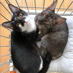 甘えん坊兄妹です