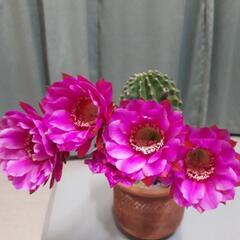 サボテン　短毛丸　タンゲマル　植物　多肉