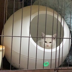 🌻🌸真っ白な白猫の仔猫さん🌸🌻譲渡