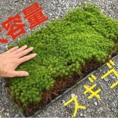 大人気！スギゴケ　杉苔　大きなトレーにコケいっぱい！予約販売
