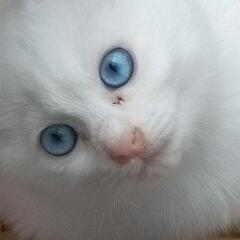 仲良し美猫姉妹です。