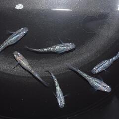 ラメ王の卵30個⑤