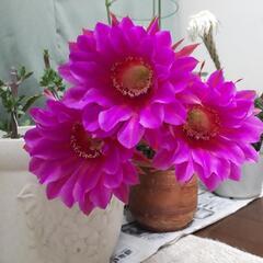 サボテン　短毛丸　タンゲマル　植物　多肉の画像