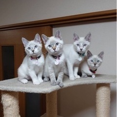 シャムミックスだらけの4きょうだい