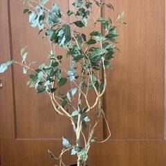 人工観葉植物お譲り致します😊の画像