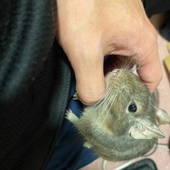 デグーマウス　男の子