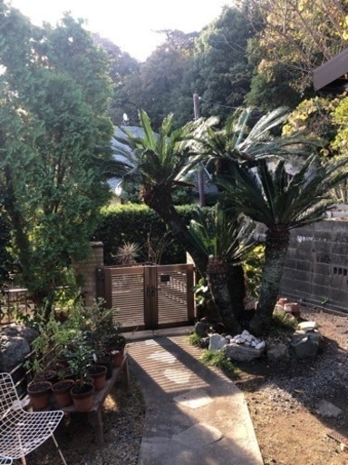 庭木　ソテツ　4本(掘り出し　配送はご自身で)