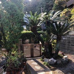 庭木　ソテツ　4本(掘り出し　配送はご自身で)