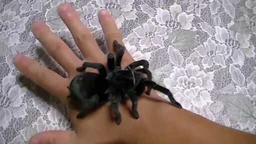 ブラジリアンブラック　タランチュラ　ハンドリング可能　メス４年目～(飼育箱＋38cmピンセット付)