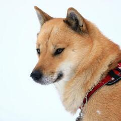 【有償】愛犬(日本犬)の絵を描いてクダサイm(_ _)m − 三重県
