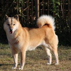 【有償】愛犬(日本犬)の絵を描いてクダサイm(_ _)m - 伊賀市