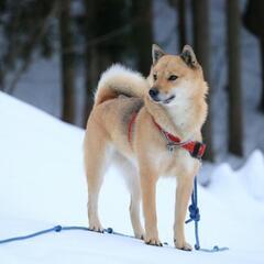 【有償】愛犬(日本犬)の絵を描いてクダサイm(_ _)m