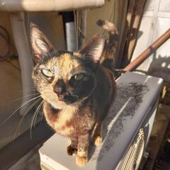 推定1才、可愛いメス猫です。