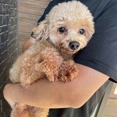 新しいご家族が決まりました。ありがとうございました🧸💕