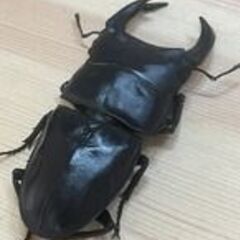 ペア　能勢YG　♂85.7mm　♀57.0mm　オオクワガタ