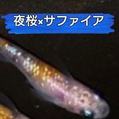 【完売】🌟夜桜サファイア🌟若魚メダカ 5匹×1セット 1500円