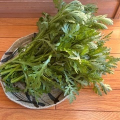 春菊　無農薬　採れたて！