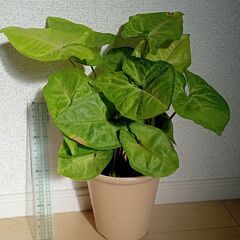 シンゴニューム