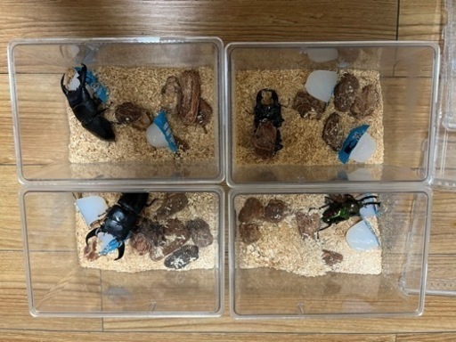 最終値下げ20,000円→新春セール8000円主に昆虫用品、おまけで生体付き