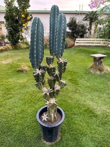 柱サボテン　 鬼面角　 ブランチ　120cm