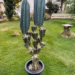 柱サボテン　 鬼面角　 ブランチ　120cm