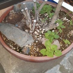 植木鉢。大1つ