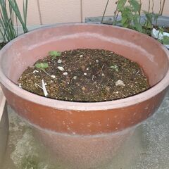 植木鉢。大1つの画像