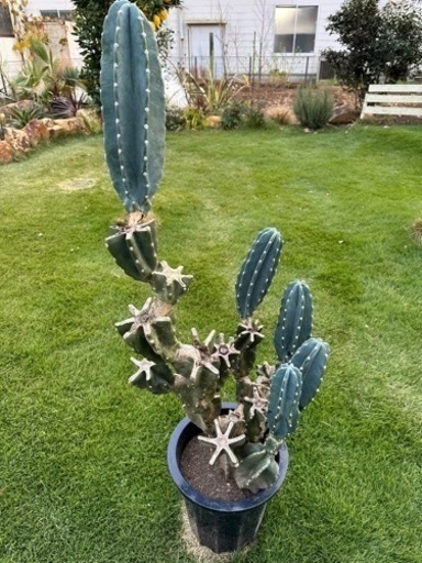 柱サボテン　 鬼面角　 ブランチ  110cm