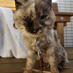 家族になってください🎵 − 長野県