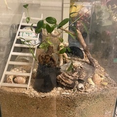 オカヤドカリ飼育一式