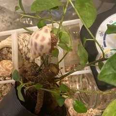 オカヤドカリ飼育一式の画像