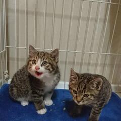 子猫2匹。代理投稿になります。
