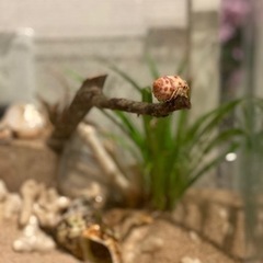 オカヤドカリ飼育一式の画像