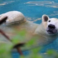 【12/11】旭山動物園にシロクマ🐻‍❄️を見に行きます