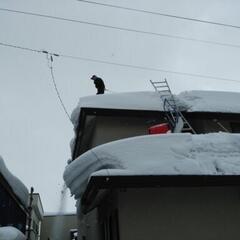 ＜除雪・屋根の雪下ろし＞弘前市、青森市、平川市、黒石市 [合同会...