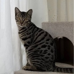 猫さん大好き、先住猫さんの遊び友達に