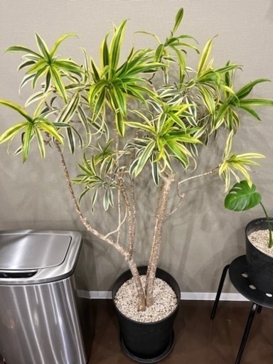 観葉植物 ドラセナ ソングオブインディア