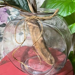 ♡素敵なインテリアにガラスの器＊花器＊メダカや金魚飼育にもの画像