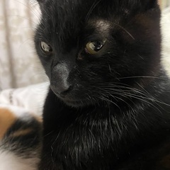 黒猫兄弟　あお🐈‍⬛そら(譲渡完了) - 結城市