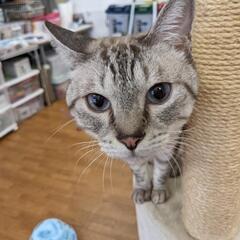 ねこけん千葉支部保護猫譲渡会開催します！ - その他