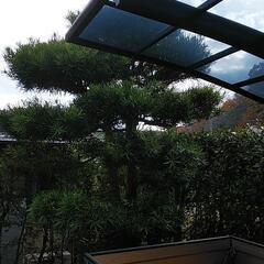 マキの木の剪定１本