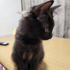 (お話中)黒猫ちゃんの家族になってくれる方🙏