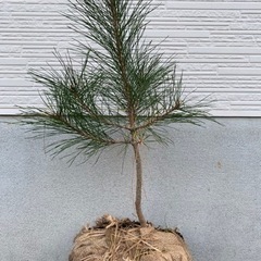 赤松　苗の画像