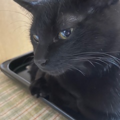 黒猫兄弟　あお🐈‍⬛そら(譲渡完了)