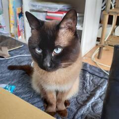 里親さん募集‼️シャム猫、8歳、♂️
