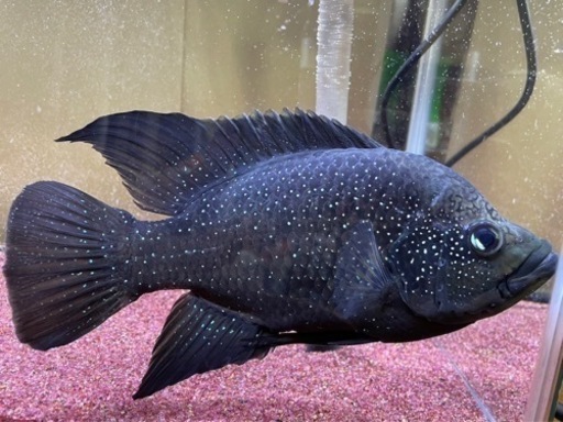 可愛がってくれる方?値下げしました❗️熱帯魚　マダガスカルシクリッド(正式名称　パラティラピア・ポレニィ)希少種15,000円→13,