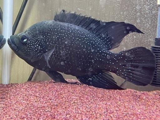 可愛がってくれる方😄値下げしました❗️熱帯魚　マダガスカルシクリッド(正式名称　パラティラピア・ポレニィ)希少種15，000円→13，000円