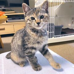 【里親募集】しっぽが短いサビ柄？三毛猫？の子猫