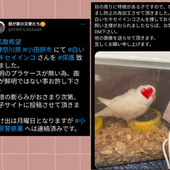 小田原で白いセキセイインコ保護されました